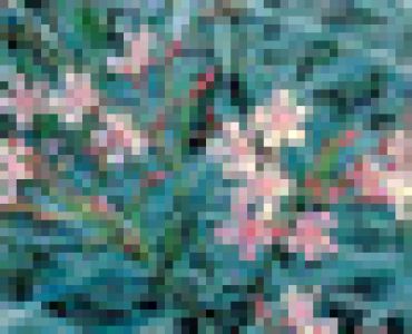 олеандър Розов